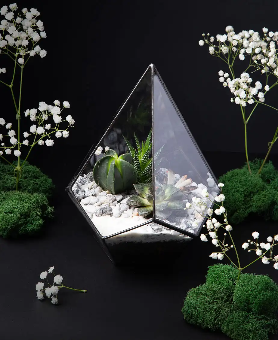 Невероятно-природные подарки для студии танцев «Nirvana  Wellness»  <br> за 2 недели